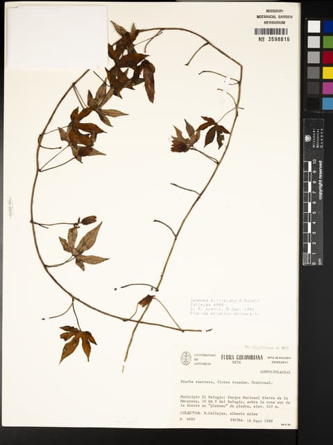 Ipomoea killipiana