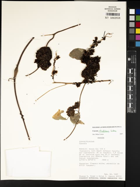 Cuscuta strobilacea
