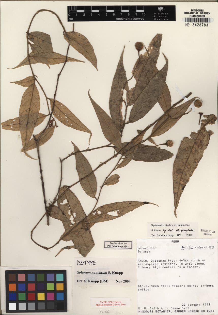 Solanum naucinum
