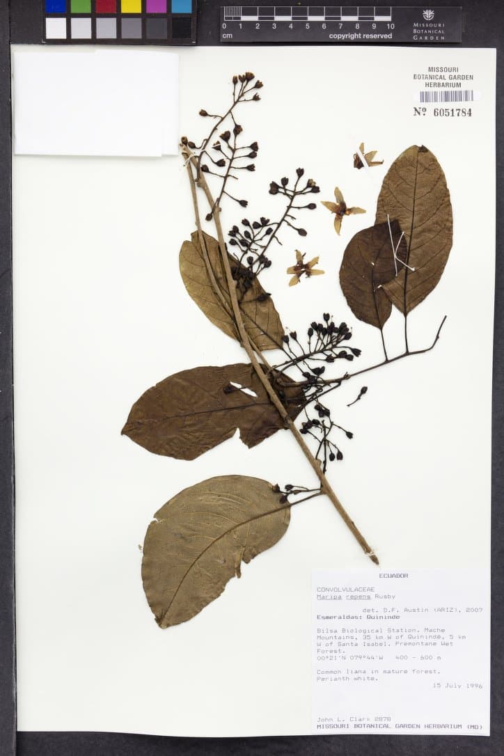 Maripa repens