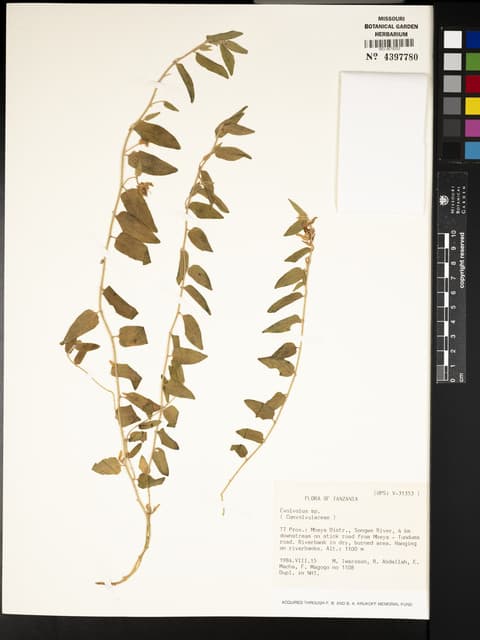 Convolvulus thomsonii