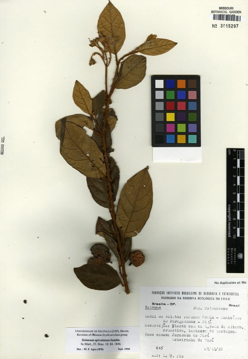 Solanum apiculatum