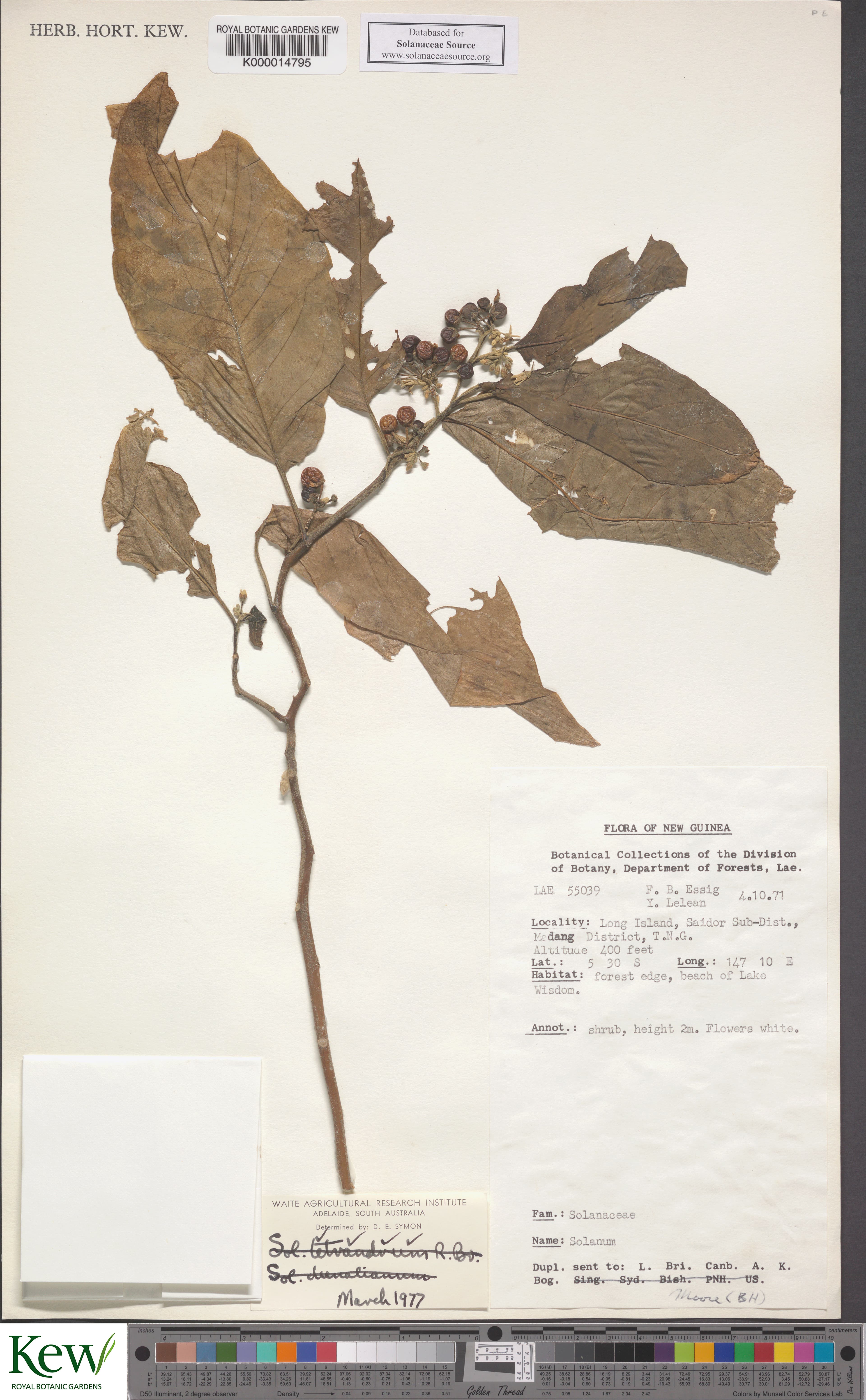 Solanum peekelii