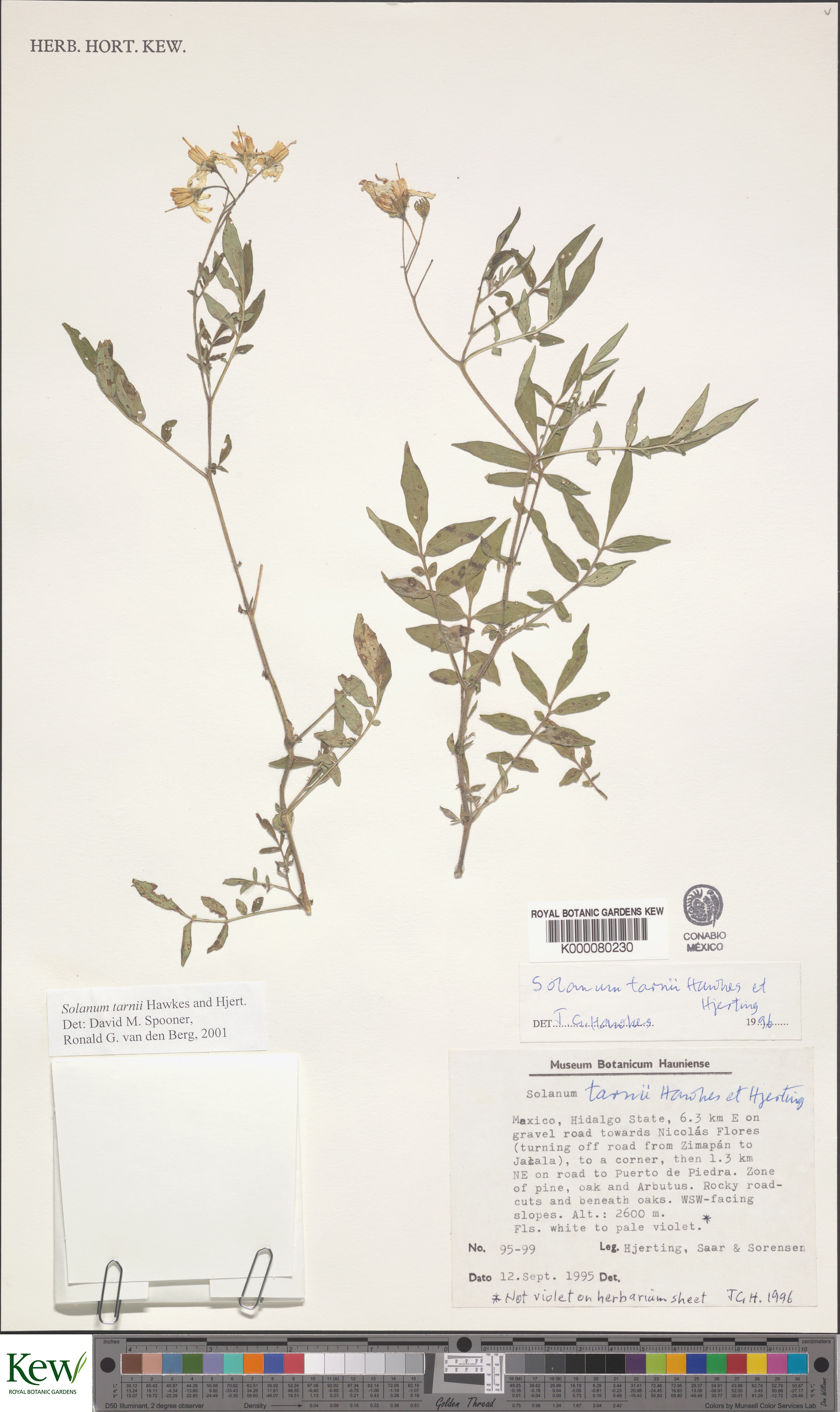 Solanum tarnii