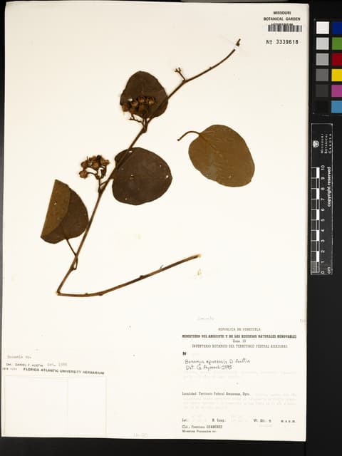 Bonamia apurensis