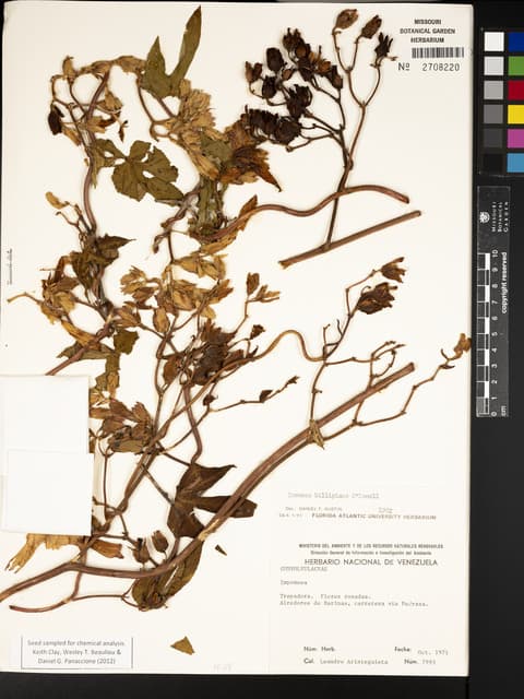 Ipomoea killipiana