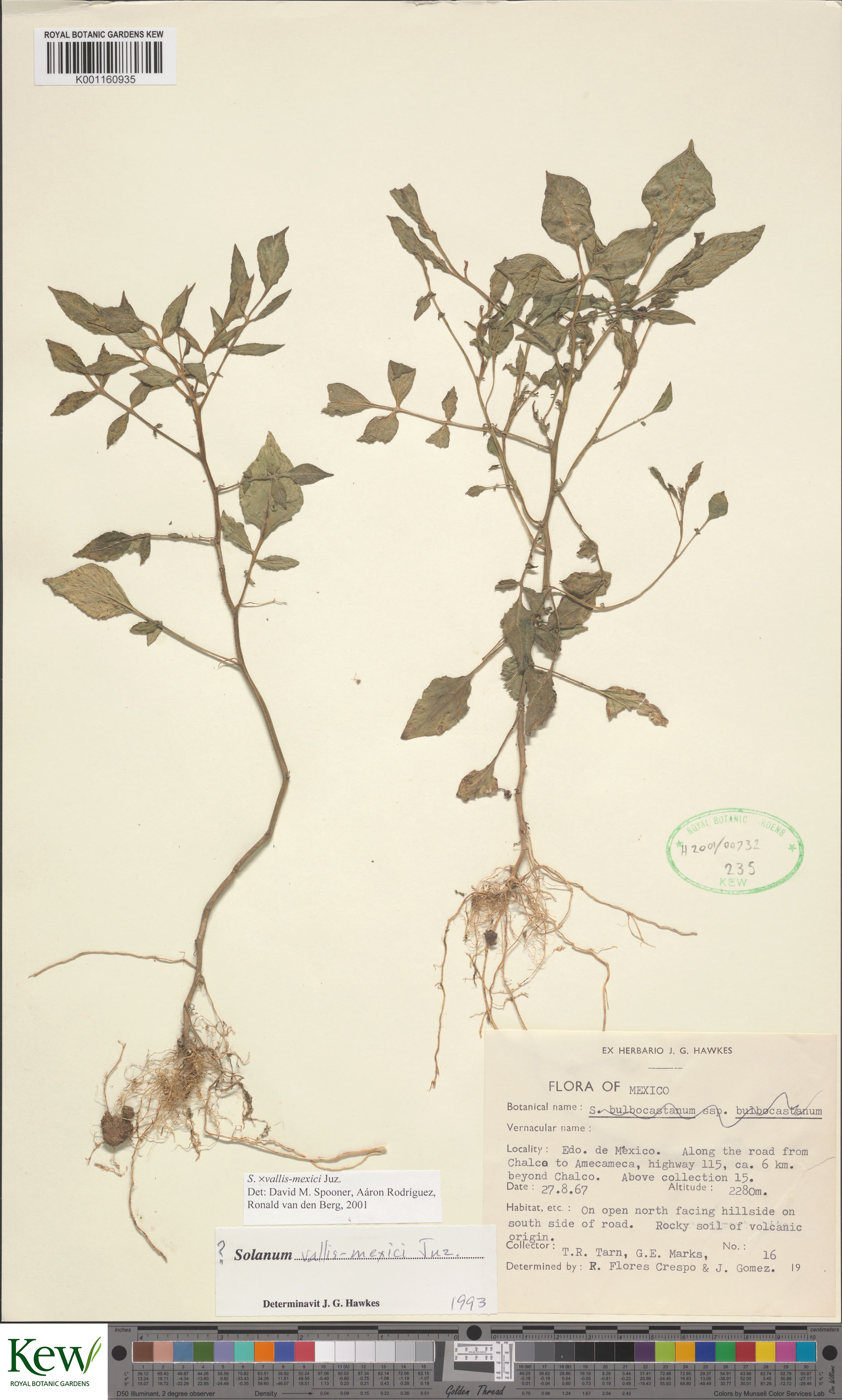 Solanum vallis-mexici