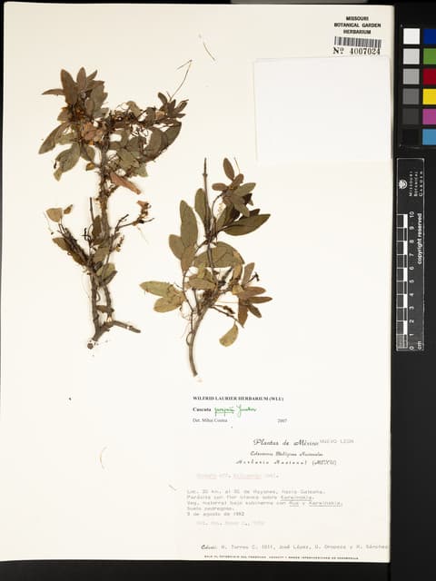 Cuscuta purpusii