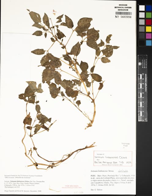 Solanum limbaniense