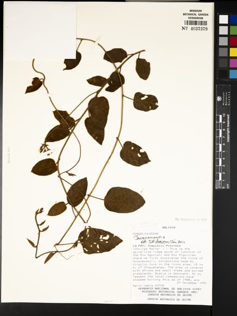 Jacquemontia boliviana