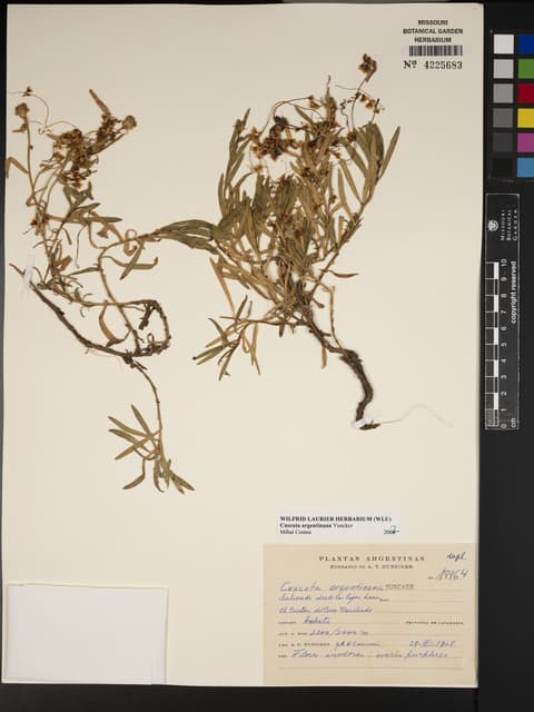 Cuscuta argentinana