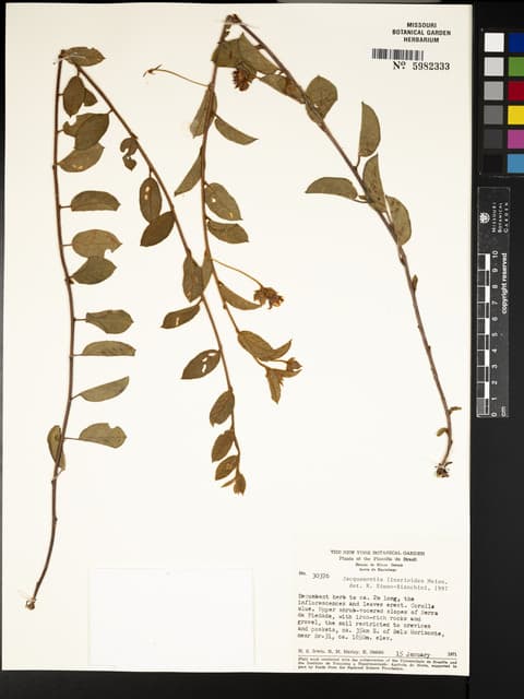 Jacquemontia linarioides