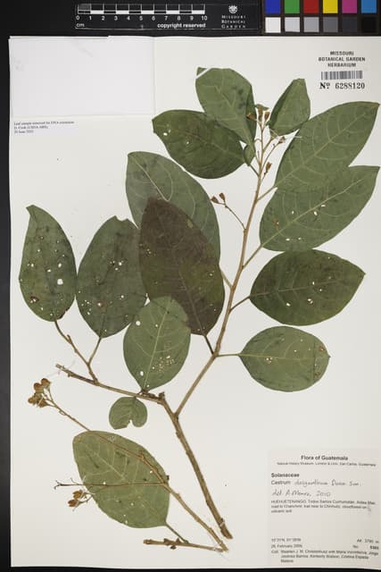 Cestrum dasyanthum