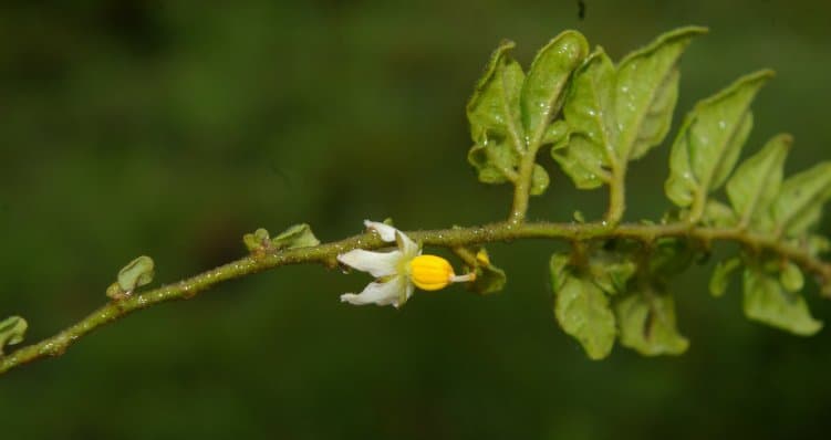 Solanum chimborazense