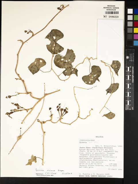 Ipomoea vivianae