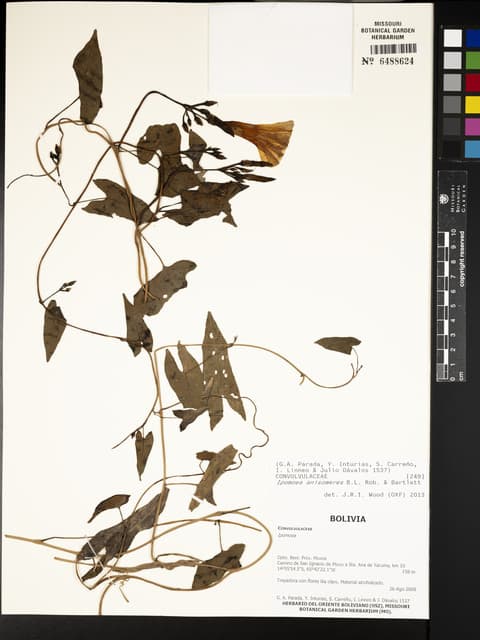 Ipomoea cryptica