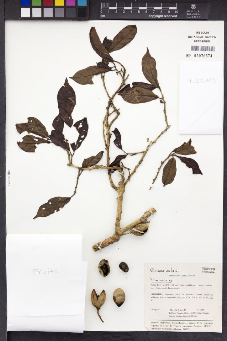 Dicranostyles solimoesensis