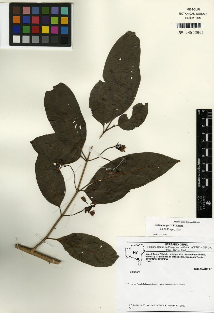Solanum gertii
