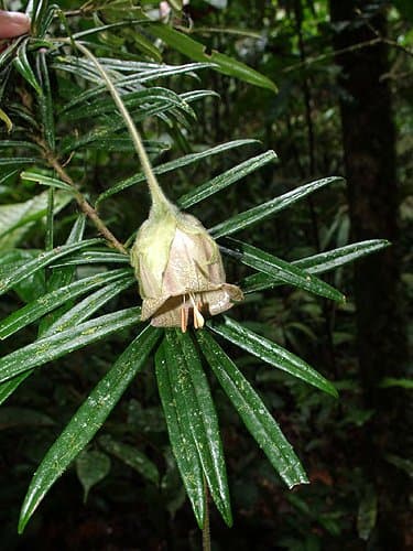 Trianaea naeka
