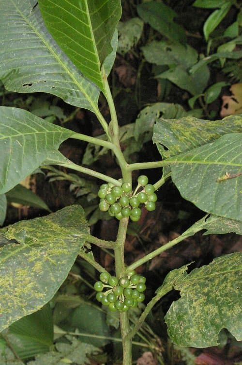 Solanum robustifrons