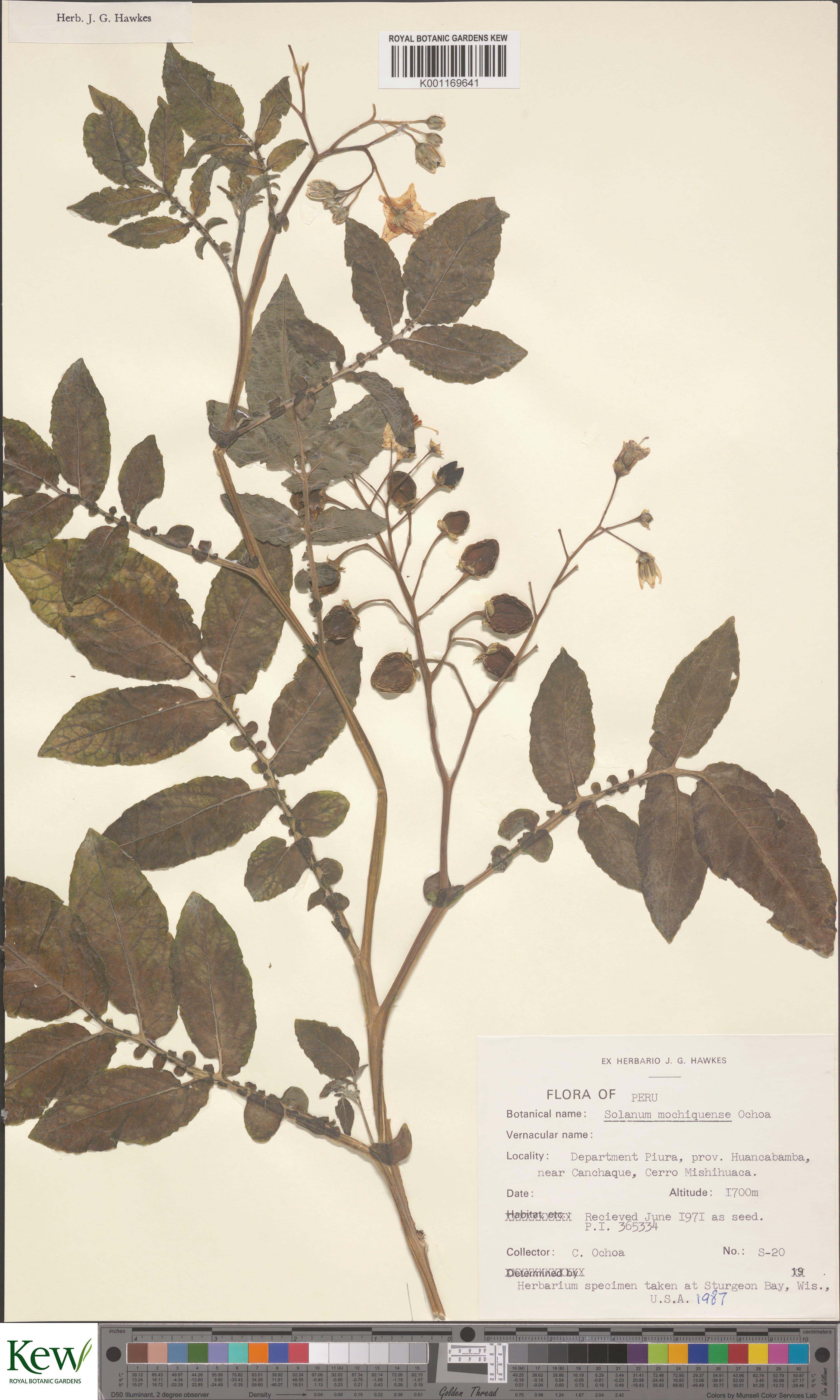 Solanum mochiquense