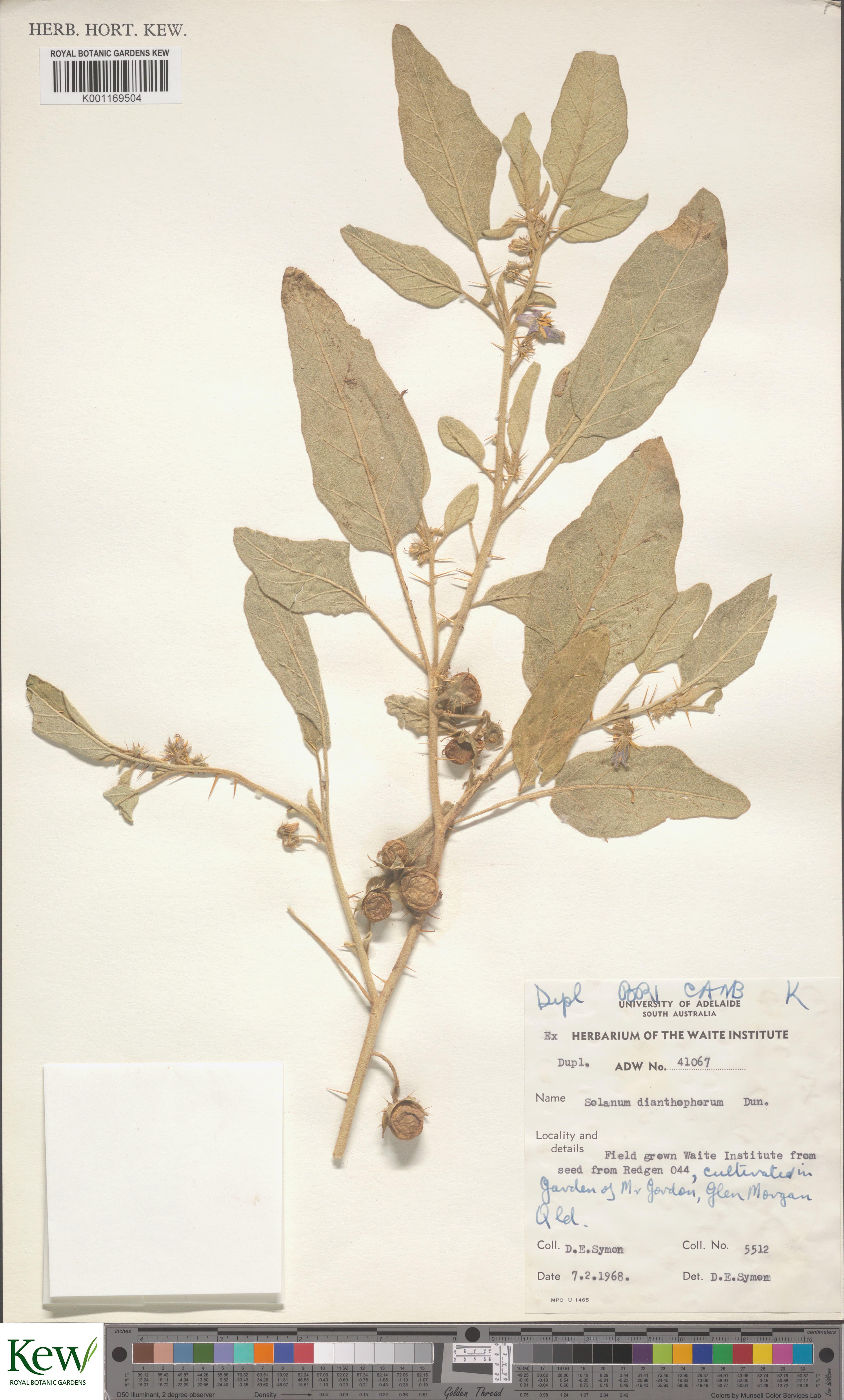 Solanum dianthophorum