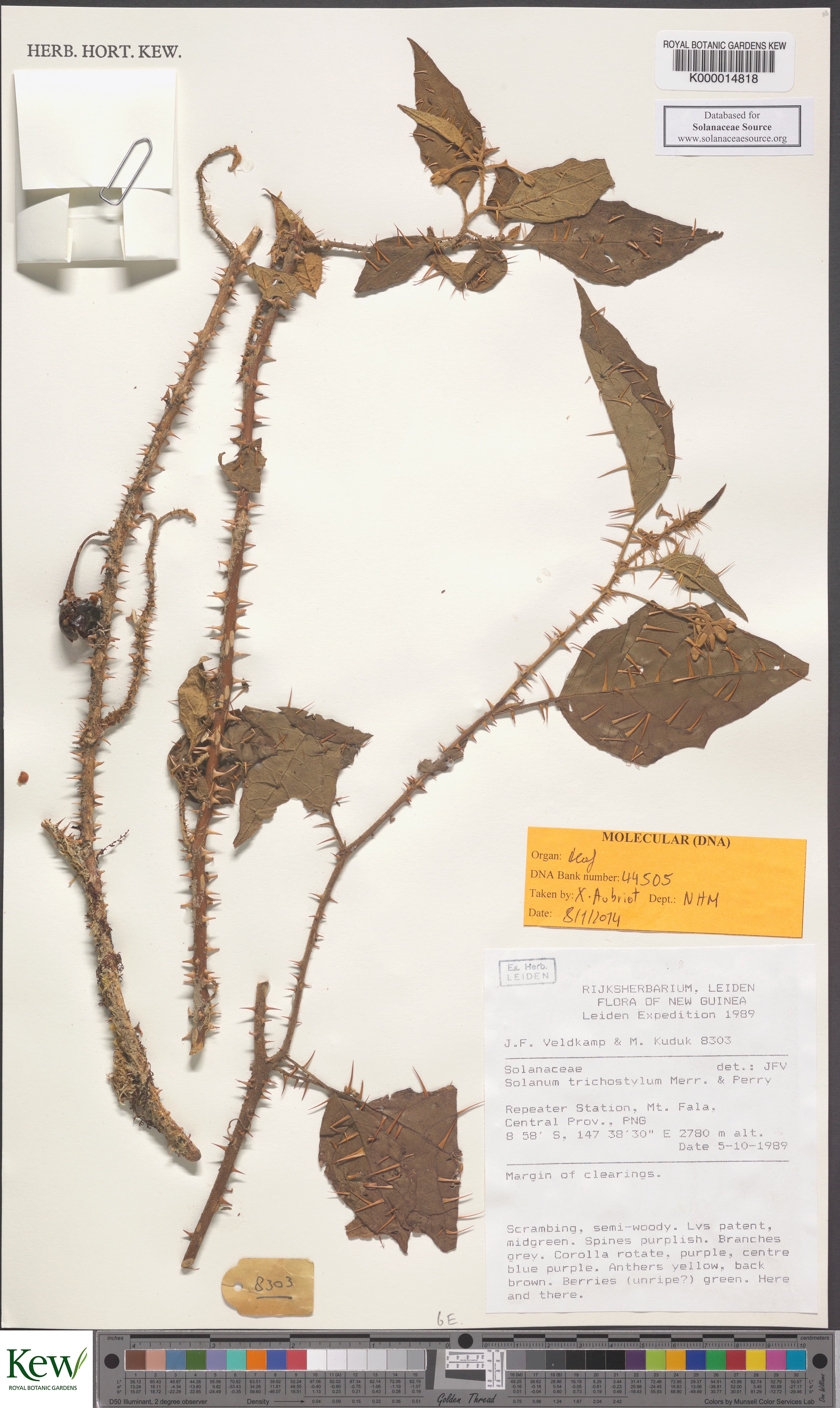 Solanum trichostylum