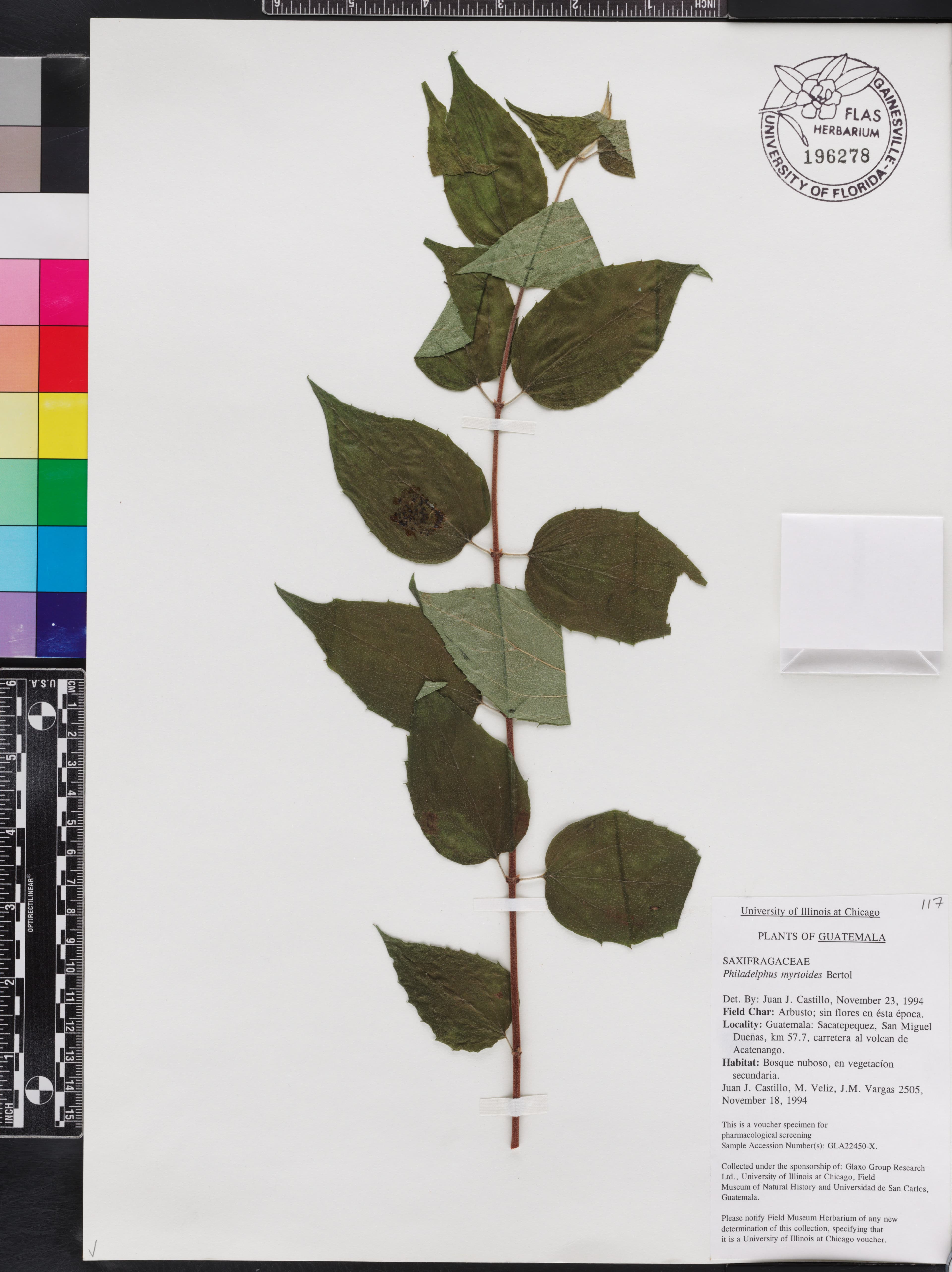 Philadelphus myrtoides
