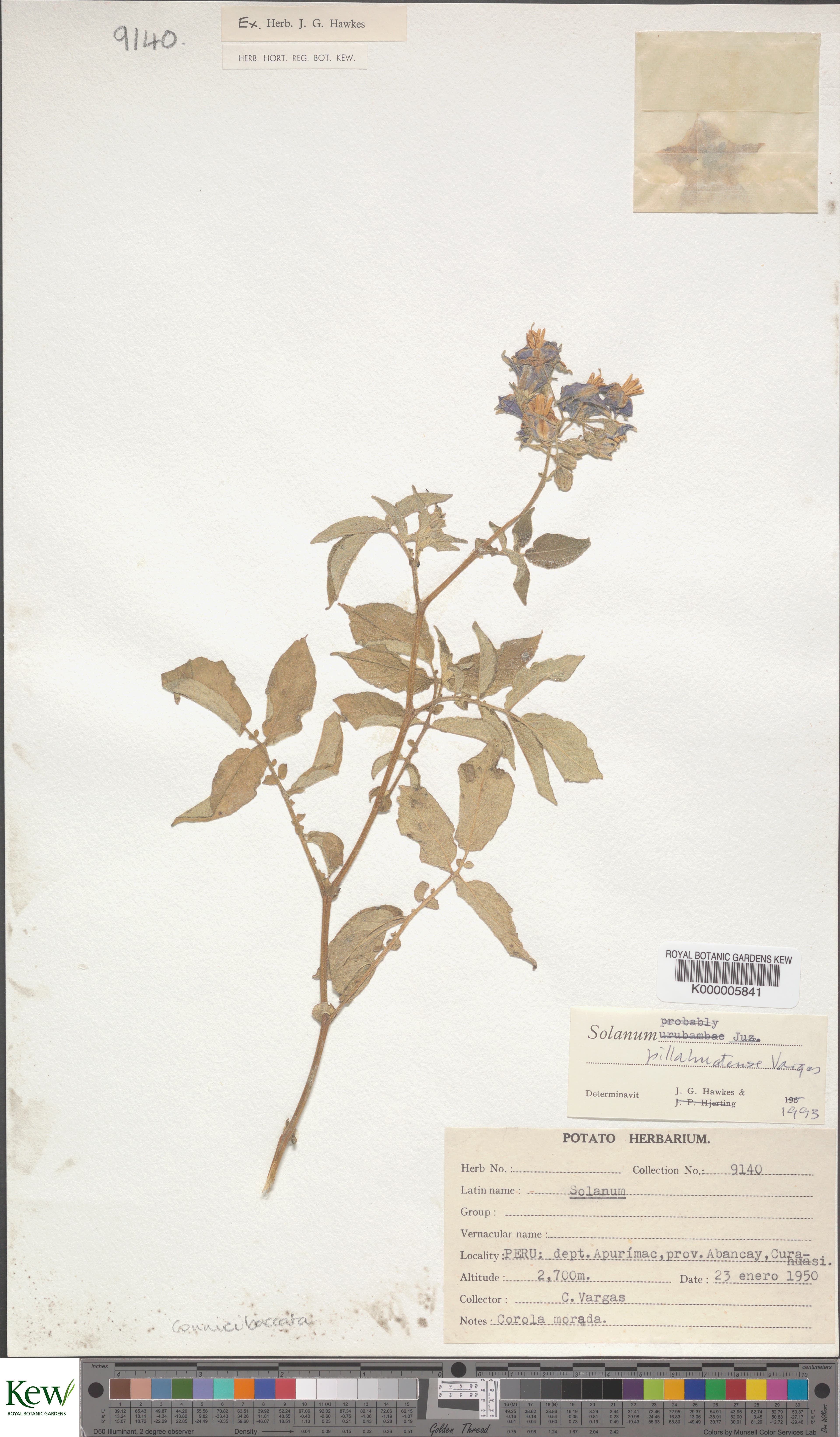 Solanum pillahuatense