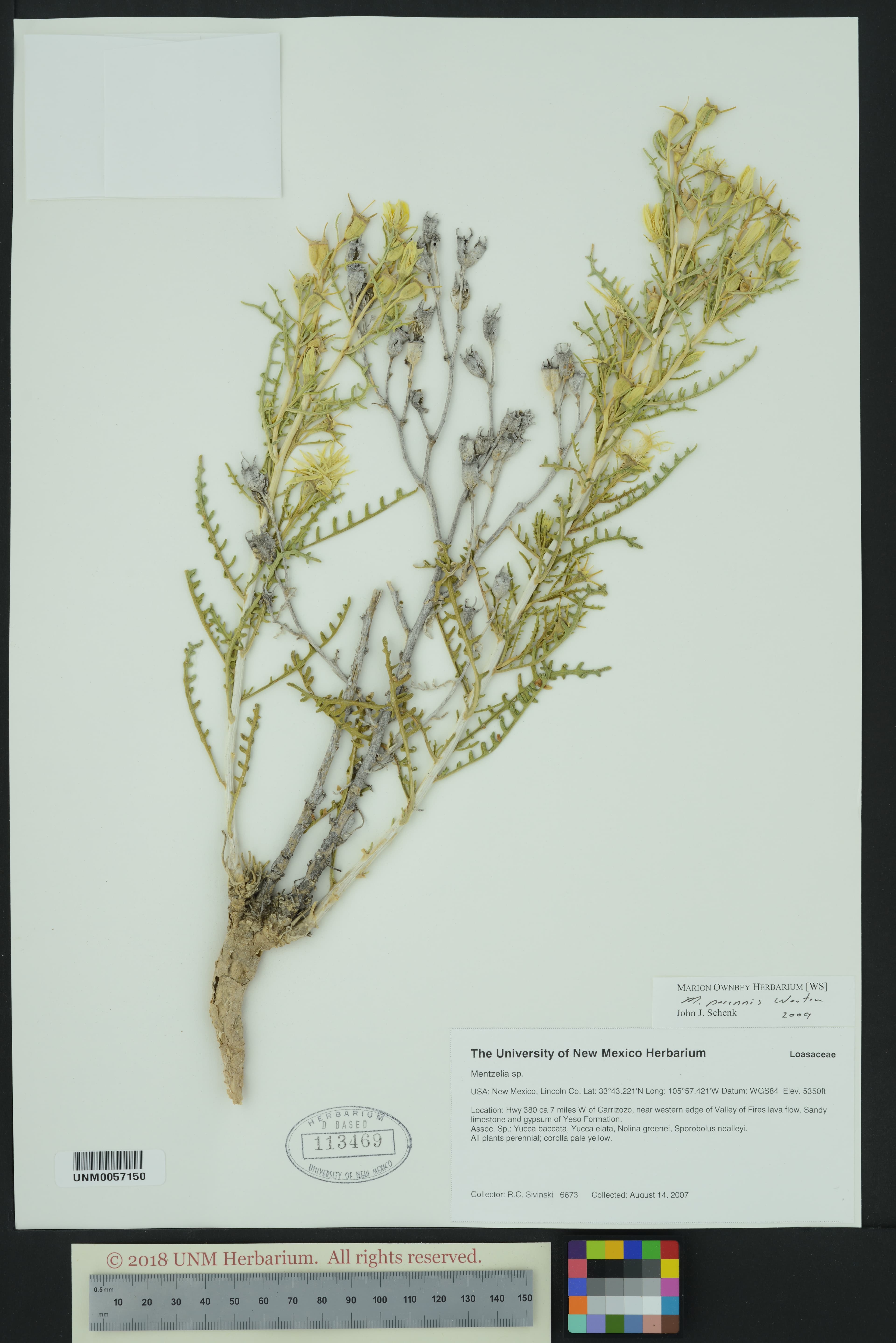 Perennial Blazingstar