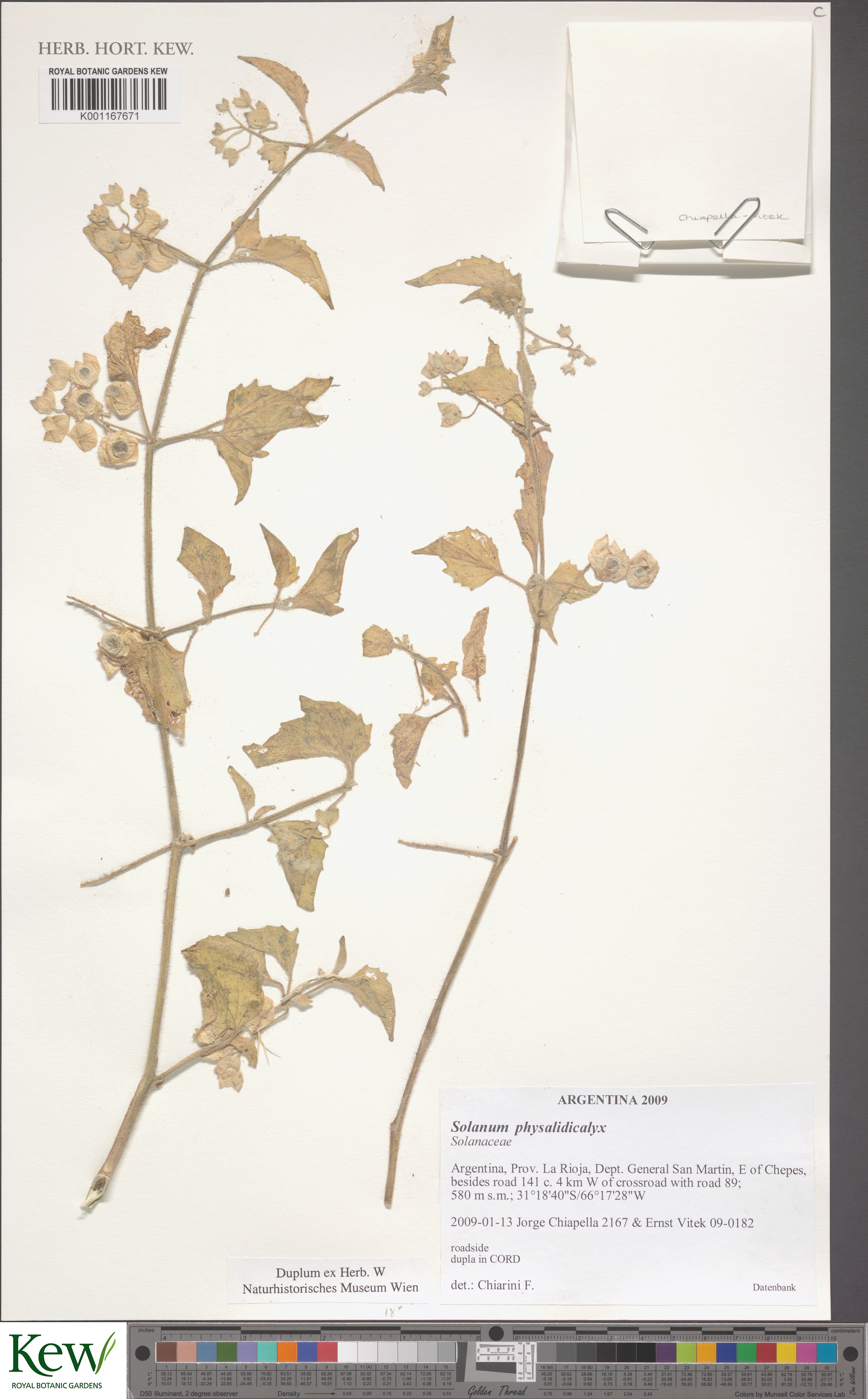 Solanum subsylvestre