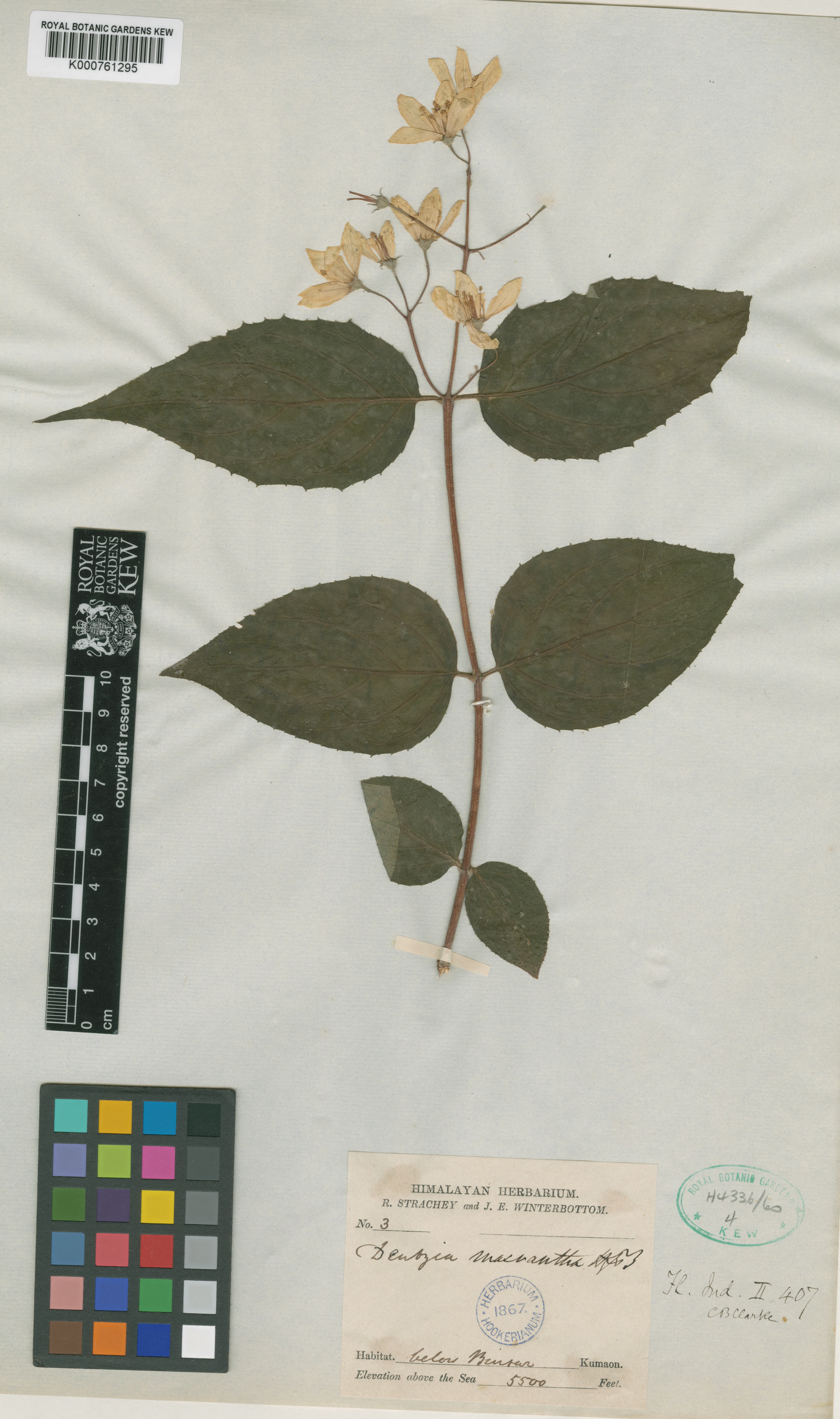 Deutzia macrantha