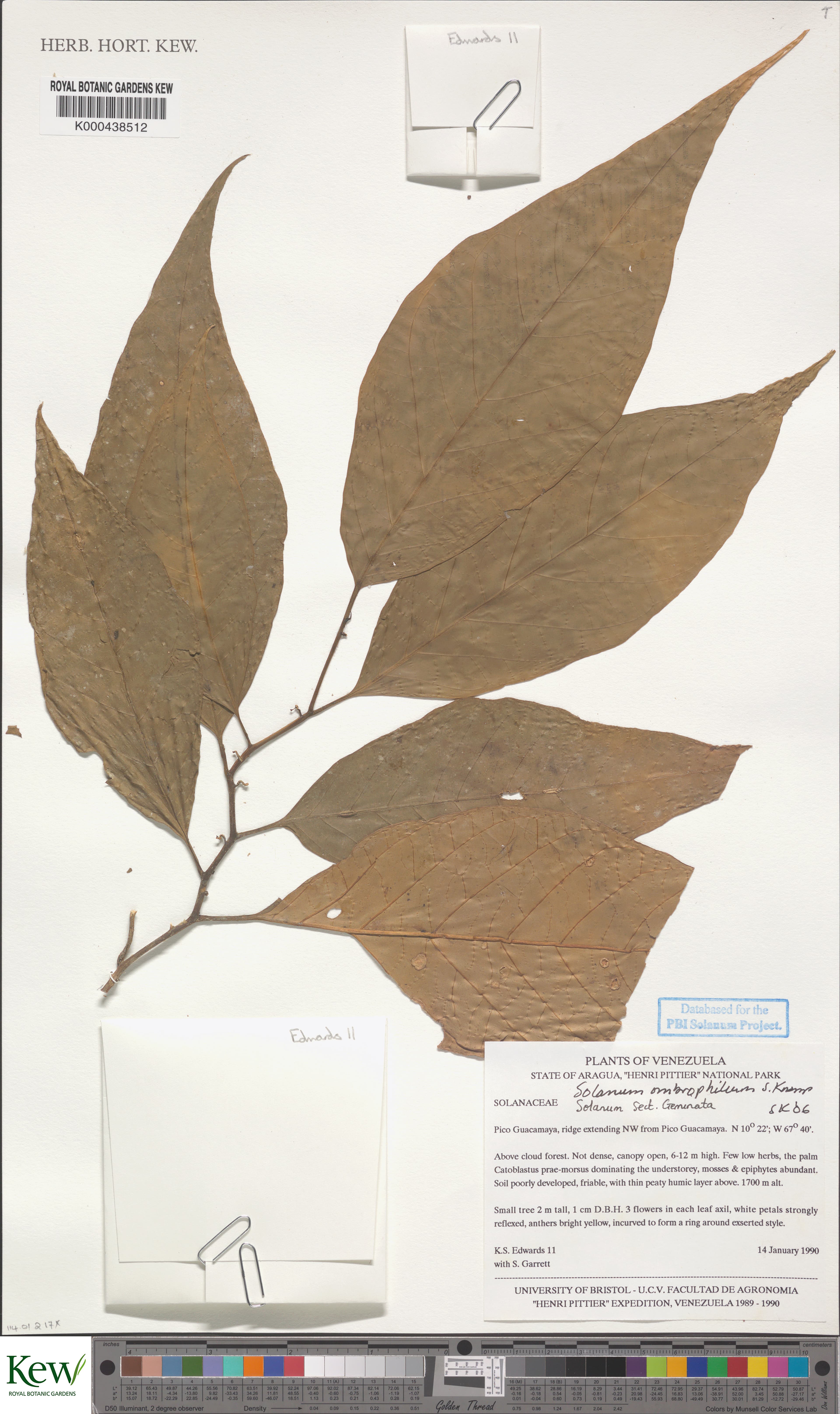 Solanum ombrophilum
