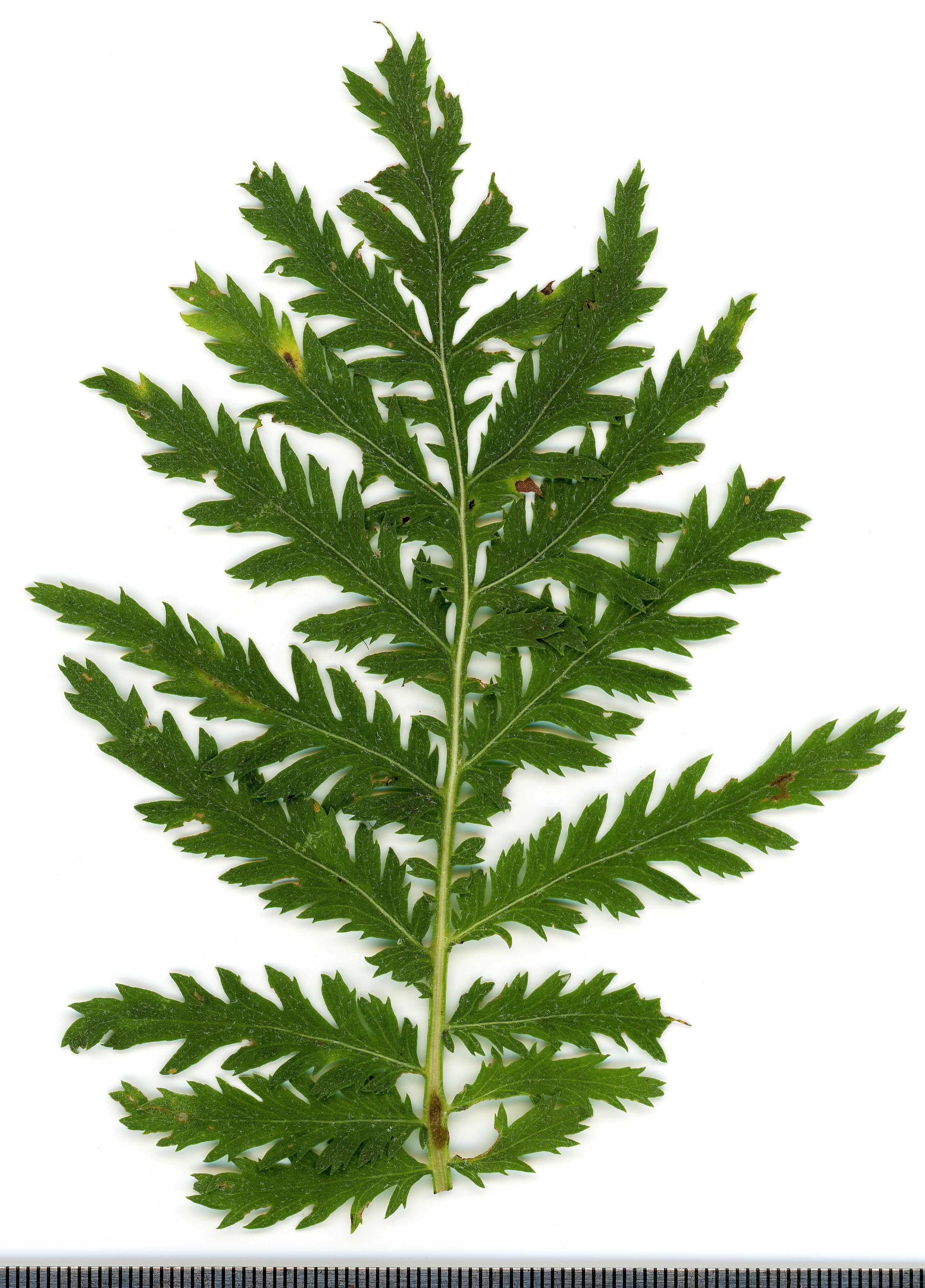 Tansy