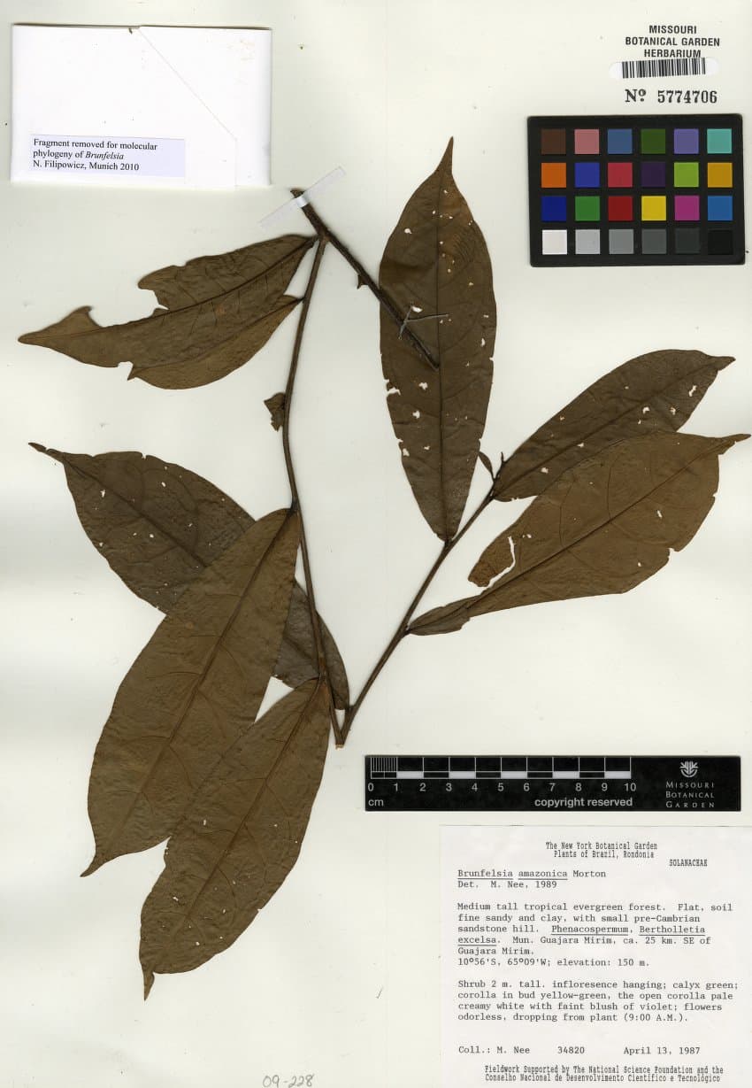Amazon raintree