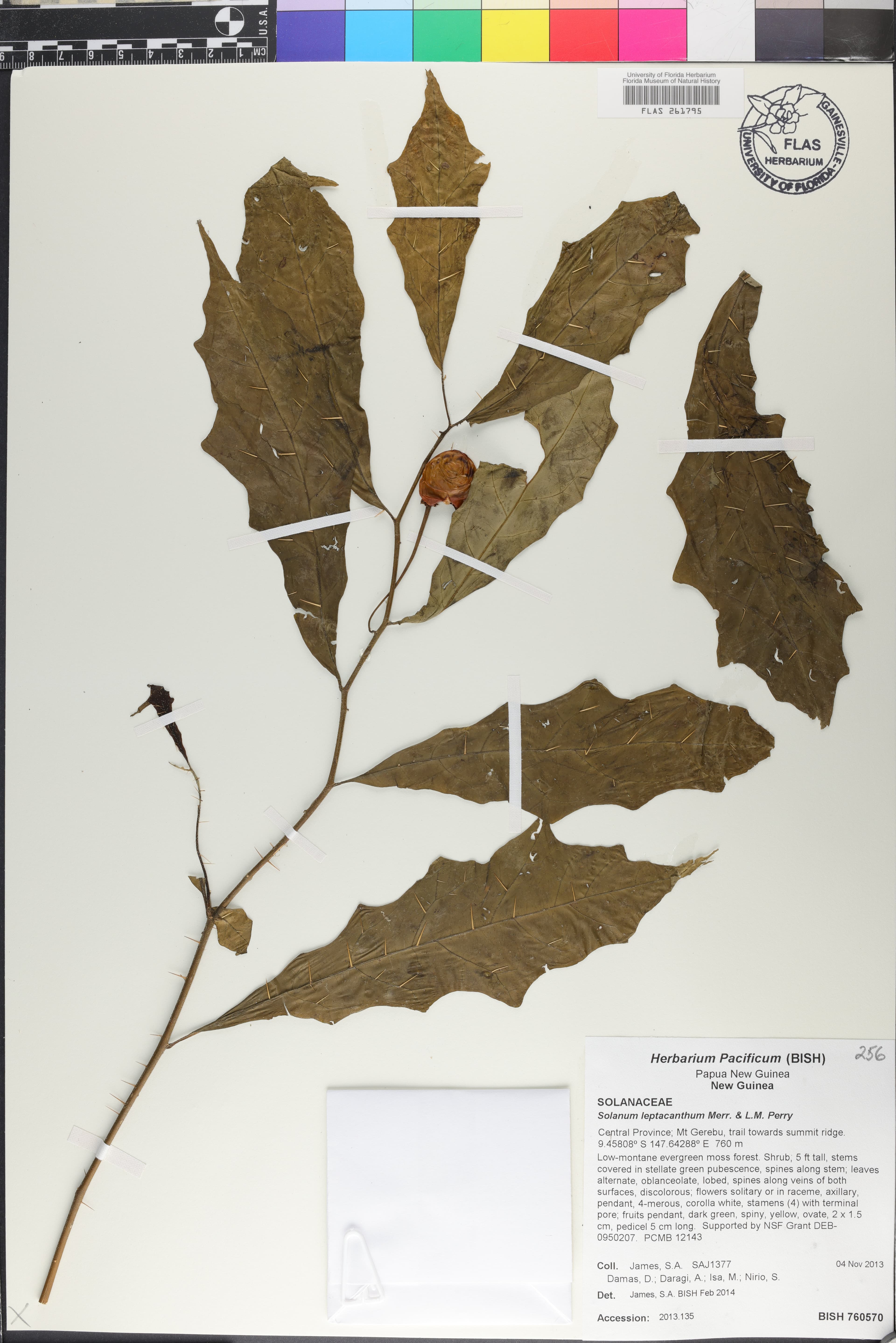Solanum leptacanthum