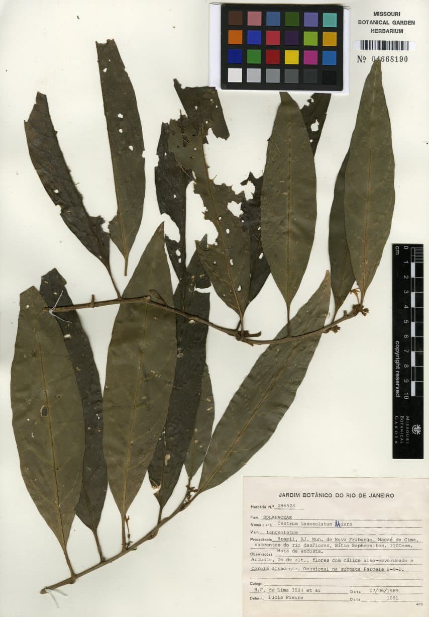Cestrum lanceolatum