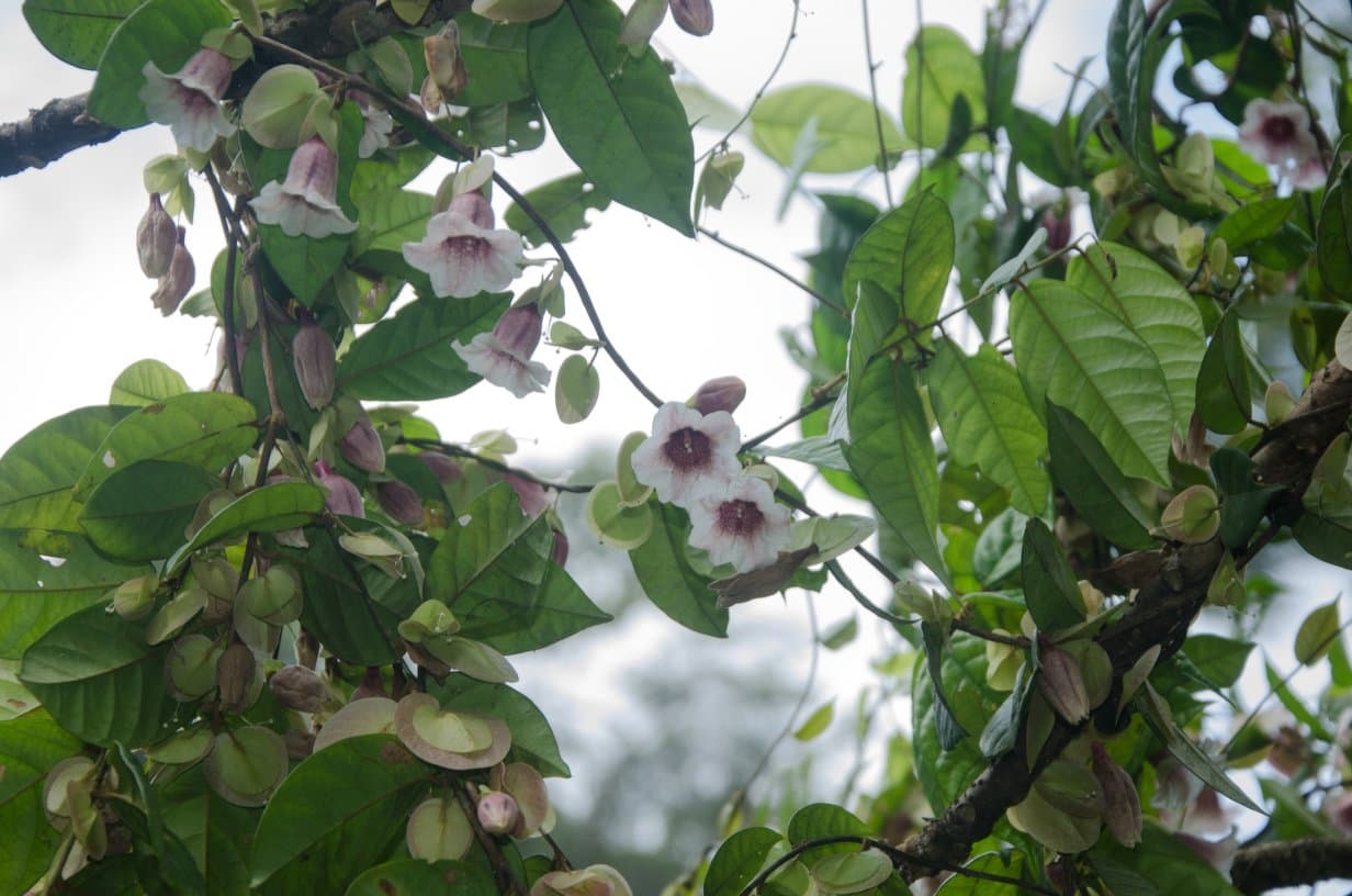 Calycobolus campanulatus