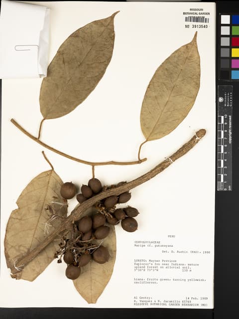 Maripa putumayana