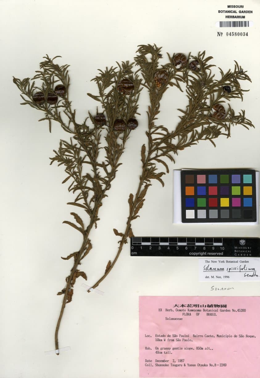 Solanum spissifolium