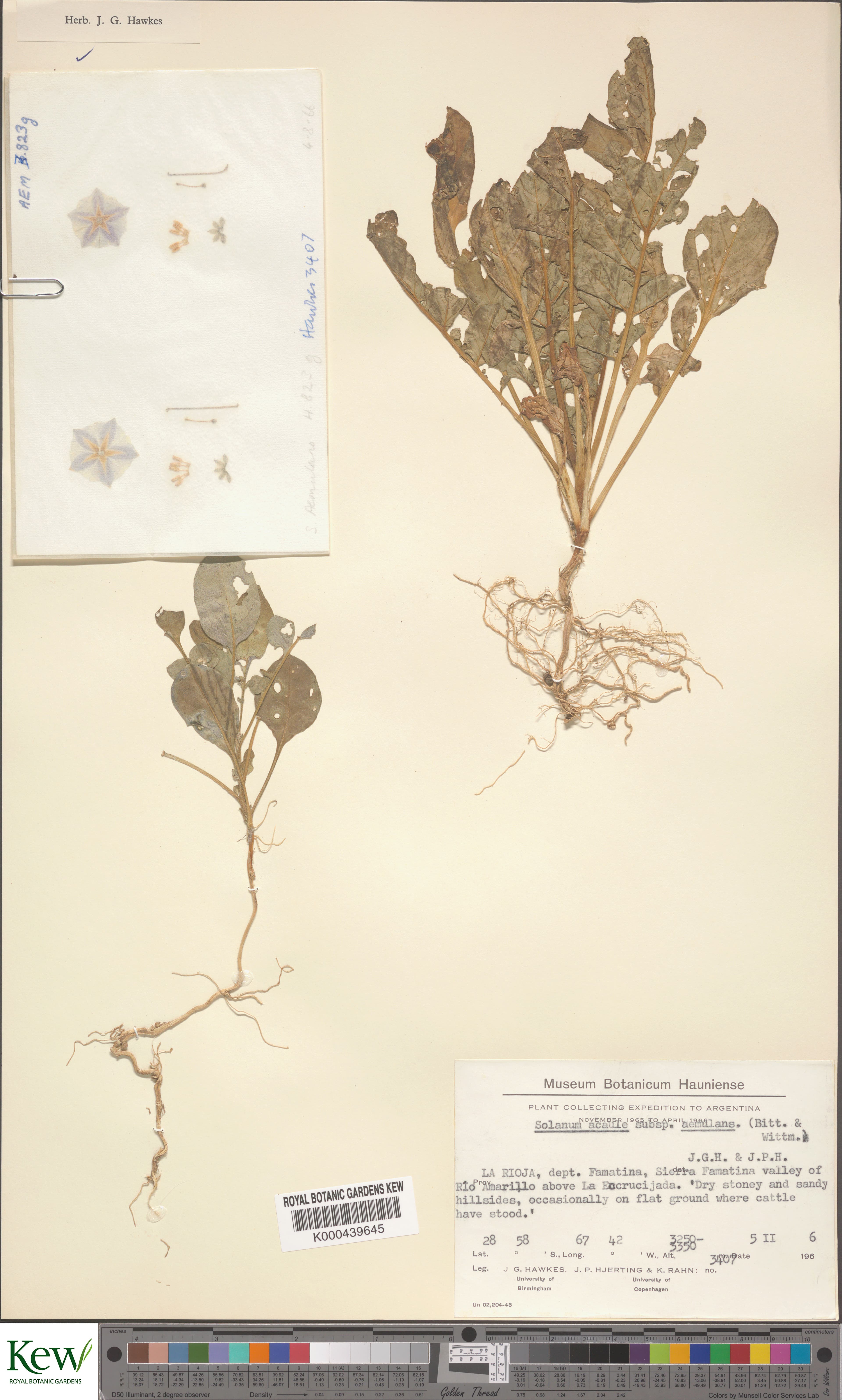 Solanum aemulans