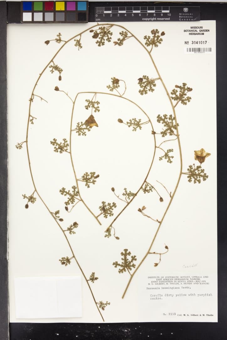 Merremia hemmingiana
