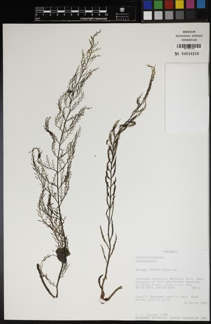 Hydrostachys angustisecta