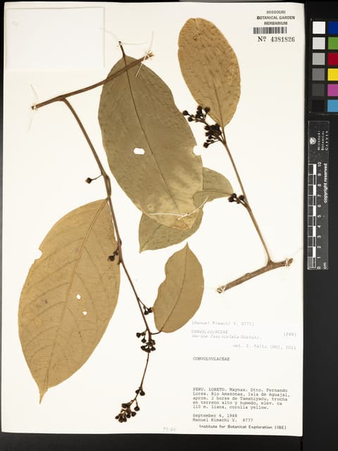 Maripa fasciculata