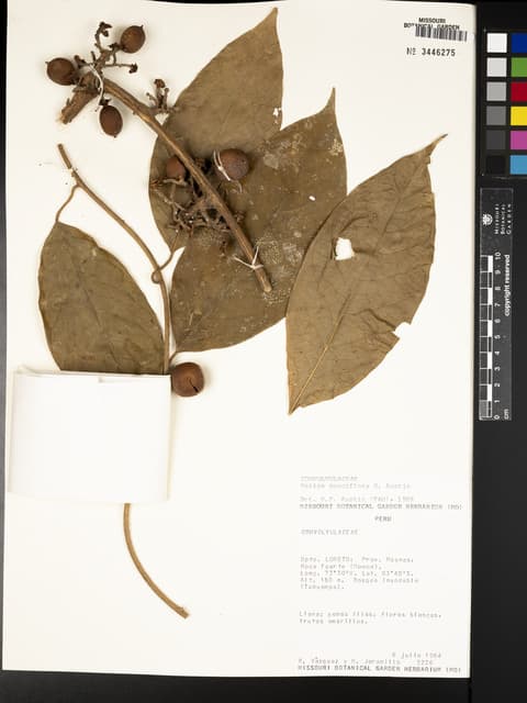 Maripa pauciflora