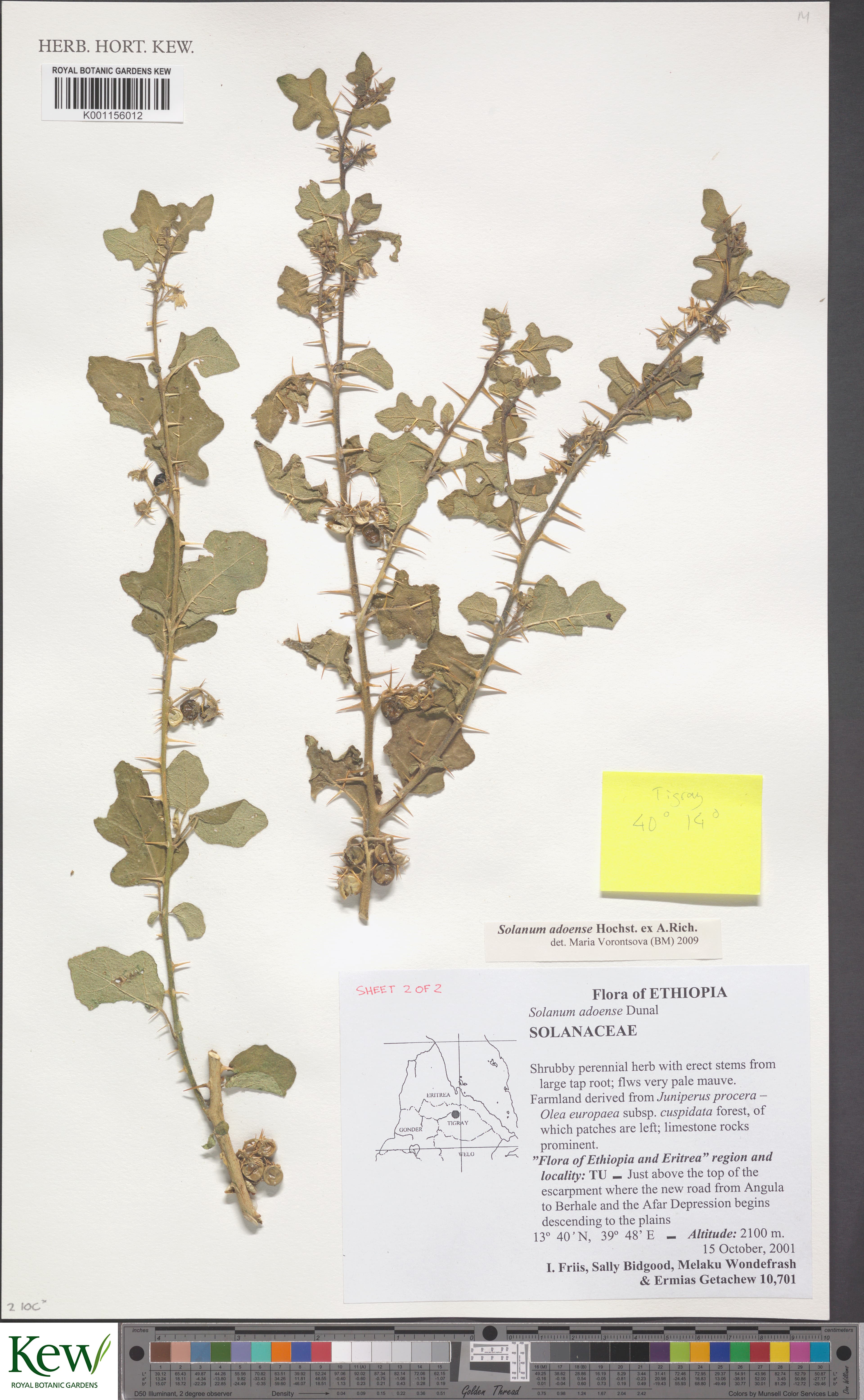 Solanum adoense