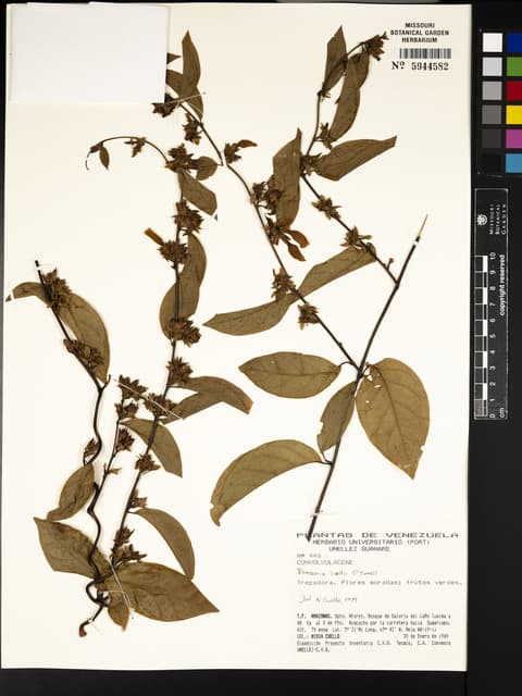 Bonamia holtii