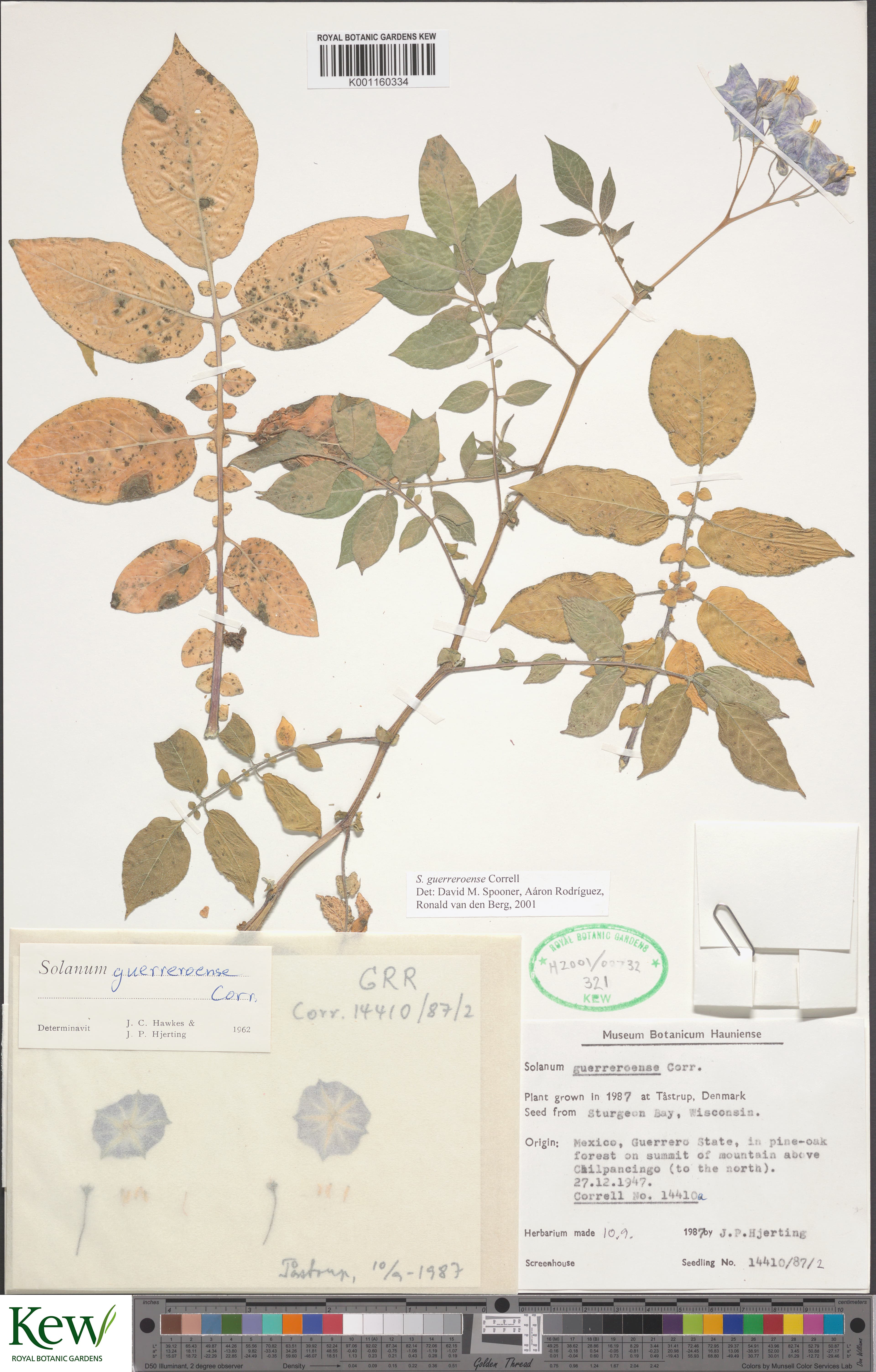 Solanum guerreroense