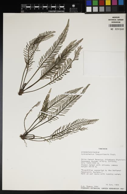 Hydrostachys angustisecta