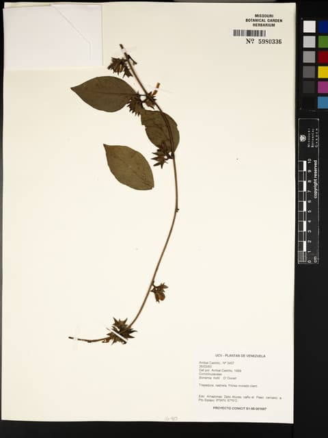 Bonamia holtii